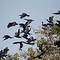 DSC07165 little cormorant.JPG