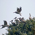 DSC07300 pelican.JPG