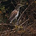 DSC07301 pond heron.JPG