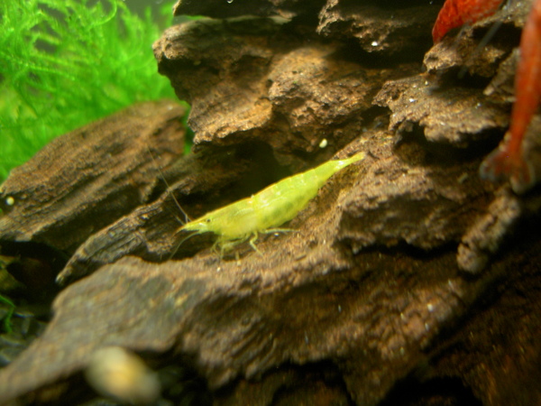 綠米蝦
