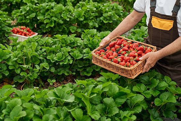 close-up-senior-gardener-uniform-picking-fresh-ripe-strawberries-greenhouse-aged-man-harvesting-seasonal-berries-fresh-air.jpg