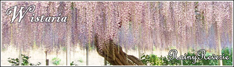 Wisteria.jpg