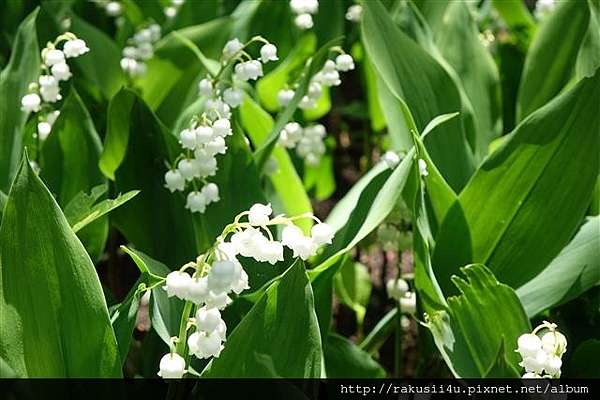 北海道 初夏的滝野すずらん丘陵公園 滿滿的鬱金香花海 集4行樂 痞客邦