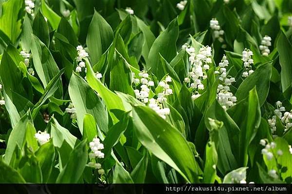 北海道 初夏的滝野すずらん丘陵公園 滿滿的鬱金香花海 集4行樂 痞客邦