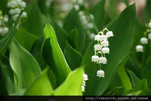 北海道 初夏的滝野すずらん丘陵公園 滿滿的鬱金香花海 集4行樂 痞客邦 北海道 初夏的滝野すずらん丘陵公園 滿滿的鬱金香花海 集4行樂 痞客邦