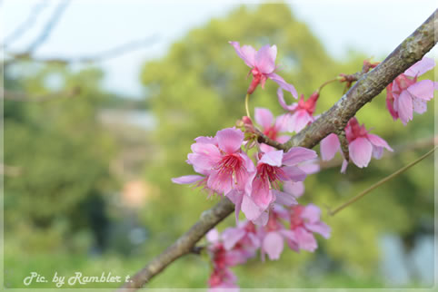 20130220Flower02