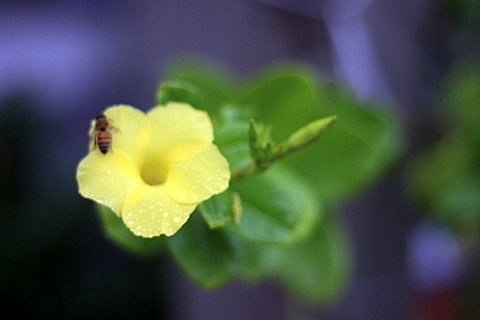 Sandy的斷食營分享