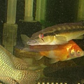 Crenicichla sp. Itapemirim