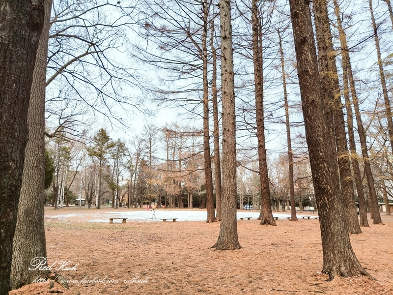 北海道神宮 (35).jpg