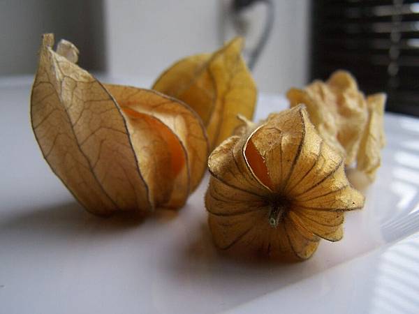 Physalis