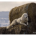 GreatPyrenees.jpg