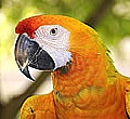 Macaw_Amazon