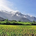 rice_Taitung4.jpg