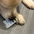 dog_Probiotic_4.jpg