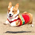 Corgi_fly.jpg