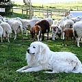 Great Pyrenees3.jpg