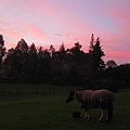 夕陽下的馬.JPG