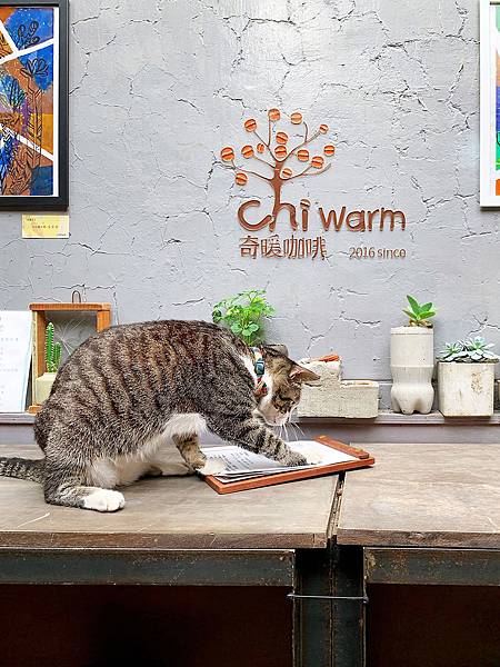 台南蝸牛巷-奇暖咖啡-可愛的貓咪2