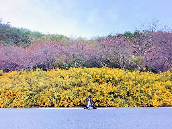 武陵農場 一年四季風景不打烊，武陵四秀賞櫻賞楓-整排盛開的萬壽菊