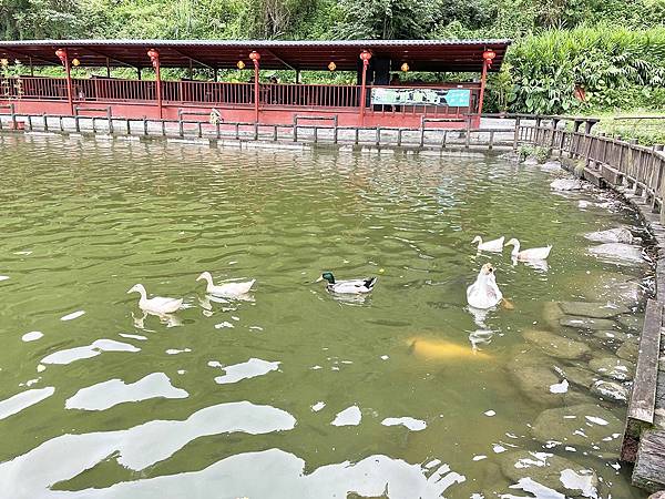 宜蘭三星│宜蘭長埤湖精靈村：宜蘭新景點一日遊，穿和服體驗偽出國、牧草餵食可愛動物園、湖邊享用飲料茶點蛋糕│IG網美和服體驗偽出國、羊駝、梅花鹿、跳跳羊、迷你毛驢【網美景點】【親子景點】