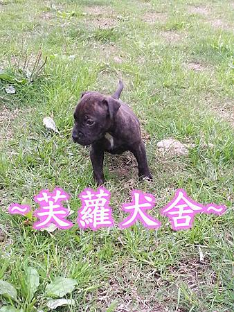 ☆★ 純正 ★☆ 頭大 骨粗 純種 比特 幼犬