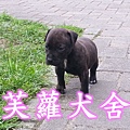 ☆★ 純正 ★☆ 頭大 骨粗 純種 比特 幼犬