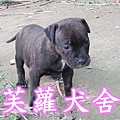 ☆★ 純正 ★☆ 頭大 骨粗 純種 比特 幼犬