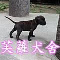 ☆★ 純正 ★☆ 頭大 骨粗 純種 比特 幼犬