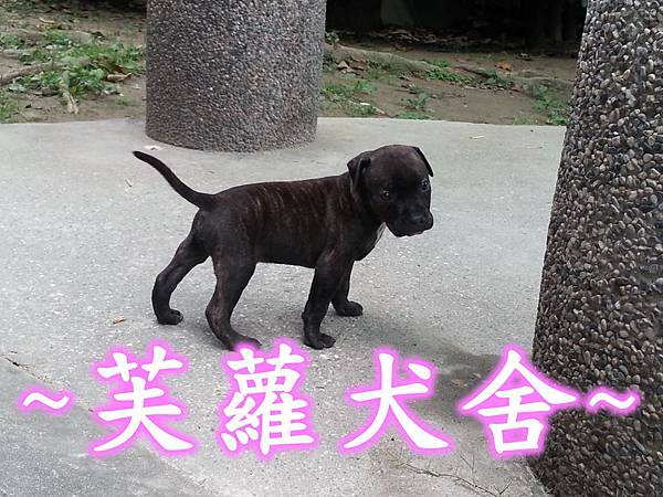 ☆★ 純正 ★☆ 頭大 骨粗 純種 比特 幼犬