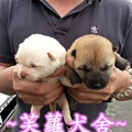 ♥♥日系 肥臉 柴犬♥♥