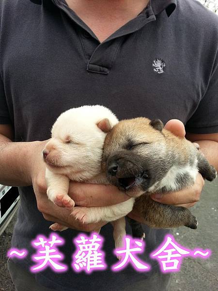 ♥♥日系 肥臉 柴犬♥♥