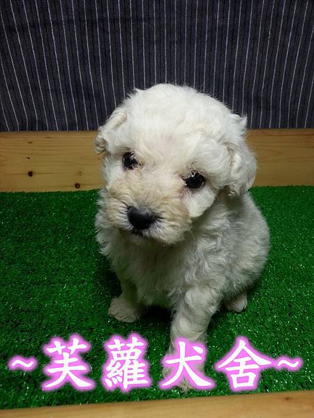 ♥♥ 蔡依林的最愛 ♥♥ 棉花糖 whoo hoo 比熊犬