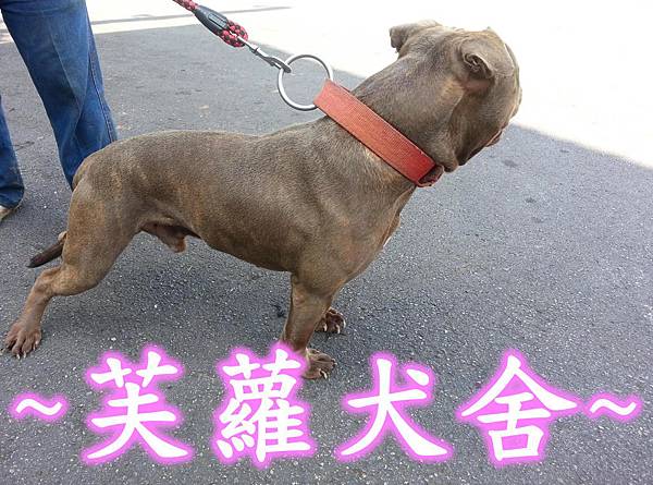 ☆★ 純正 ★☆ 頭大 骨粗 純種 比特犬