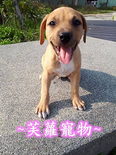 ★★ 純種 ★★ 黃色系 美國 比特犬