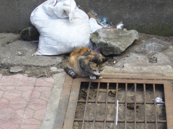 《第二天》峇里島的貓