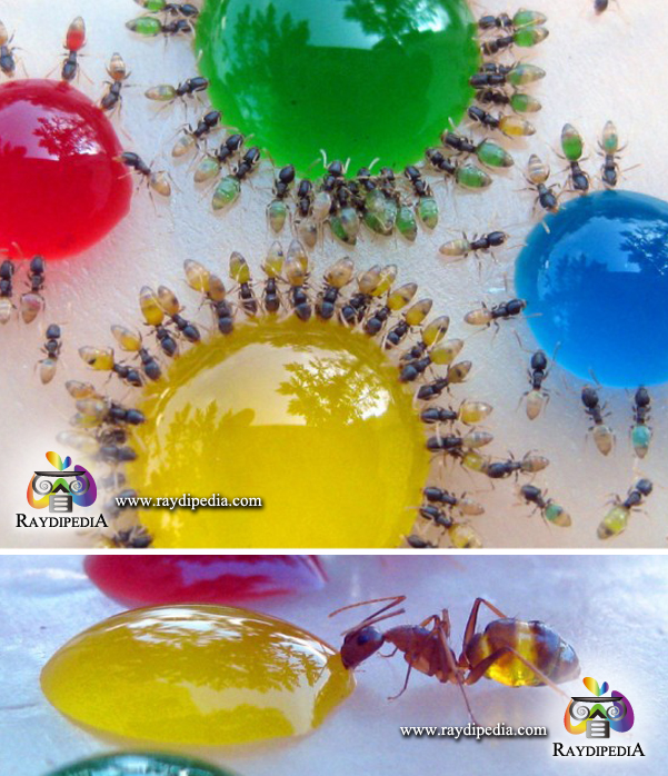 color ants