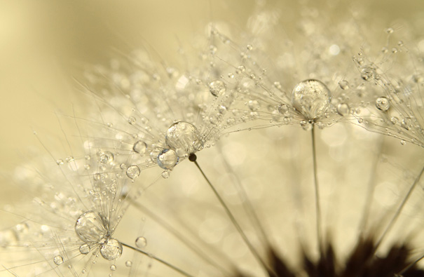 macro-dew-drops-sharon-johnstone-2