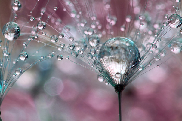 macro-dew-drops-sharon-johnstone-5