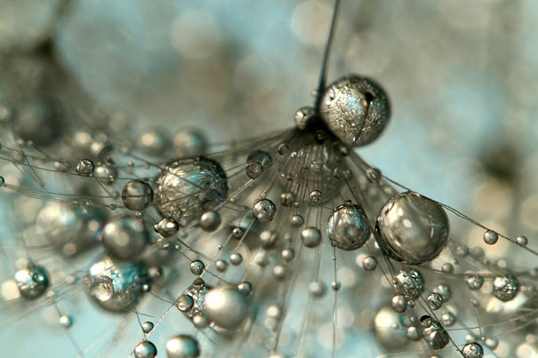 macro-dew-drops-sharon-johnstone-9