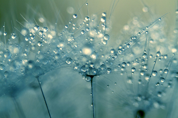 macro-dew-drops-sharon-johnstone-12