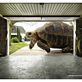 48.Expedition_Tortoise.png