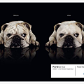12.Service_Dent repair, 2.png