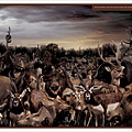 27.Expedition_Animalandia.png