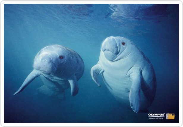 21.Waterproof 790SW_Sea cows.png