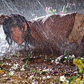 又是淋雨圖