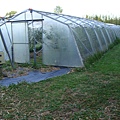 藍莓園溫室