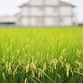 宜蘭綠油油的稻田四處可見
