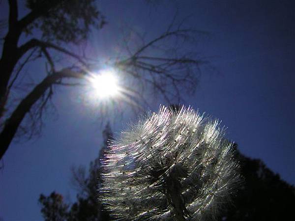 dandelion