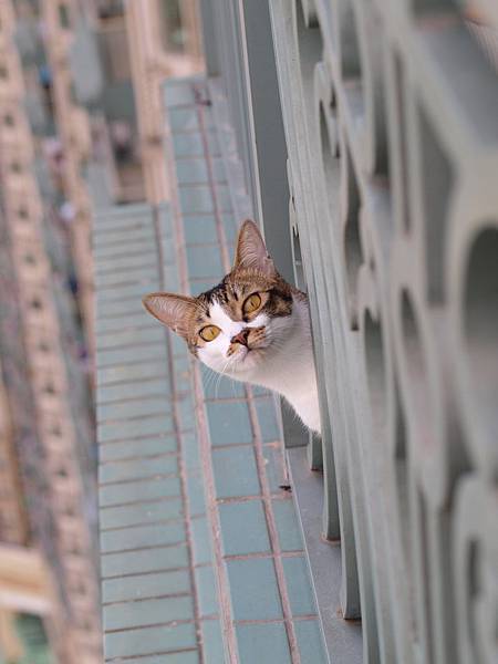 leila on the balcony.jpg