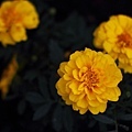 20110501_205.JPG